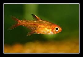Ember Tetra