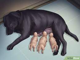 How To Help Your Dog After Giving Birth (With Pictures) - Wikihow