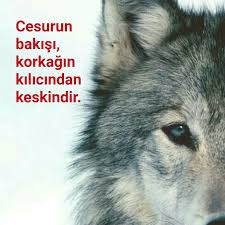 Emne Drn Adli Kullanicinin Evet Panosundaki Pin Wolf Karikatur Hayat