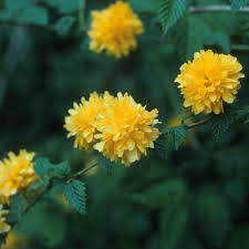 Image result for Kerria japonica