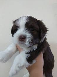 Black And White Havanese Puppy Names Havaneseangels Nursery Havanese Puppies For Sale Havanese Puppies Havanese