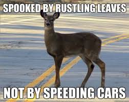Pin By Amy King On Pic Funny Deer Hunting Humor Funny Animals