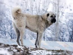 Please note, we do not breed and do not sell kangal puppies; Kangal Dog Breed Everything About Kangal Dogs