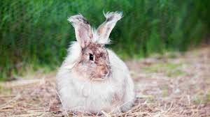 From making up captivating content to making money with affiliate marketing and other means, you will get all tips in front of you. Raising Angora Rabbits For Wool