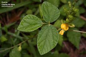 Image result for Rhynchosia mannii