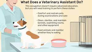 A veterinary assistant, or veterinarian's assistant, is responsible for providing basic care to animals being treated by a veterinarian or veterinary technician. Veterinary Assistant Job Description Salary Skills More