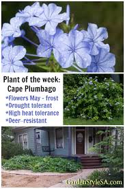 Image result for Plumbago