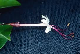 Image result for Volkameria