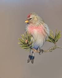 Sweety I Had To Pin This Little Bird As Its Beauty Just Touched My Heart God Created Such Special Creatures For Us To Enjo Beautiful Birds Pretty Birds Birds