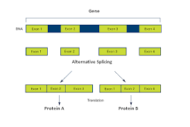 Medical definition of alternative splicing: Alternative Splicing Of Genes Definition Mechanism Regulation Study Com