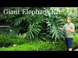Philodendron elephant ear plant types. Philodendron Plant Giant Elephant Ear Alt Privacy Fence Youtube