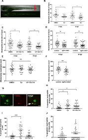 inhibition of erbb kinase signalling promotes resolution of