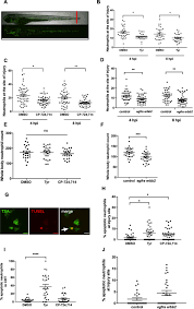 Inhibition Of Erbb Kinase Signalling Promotes Resolution Of