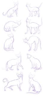 This is a beautiful cat, walking around happily. Cat Sketches Anatomy Practice By Bakamichi Animal Drawings Cat Sketch Sketches