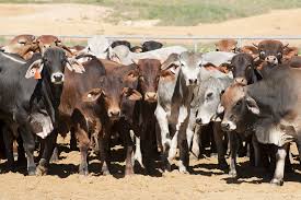 While we're all working toward lowering our usage of potentially harmful chemicals, pesticides are still very much i am ace certified by the entomological society of america. Carbon Farming Reducing Methane Emissions From Cattle Using Feed Additives Agriculture And Food