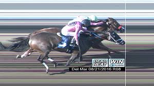 Image result for dead heat horse racing