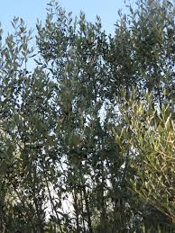 Image result for Olea woodiana