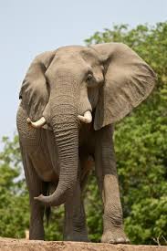 Mana Pools National Park National Parks Zambezi River Trip Advisor