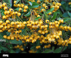 Image result for Pyracantha coccinea golden charmer