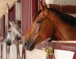 Designing a horse barn should be all about how that barn will suit your particular needs. Air Quality In The Horse Barn Horse Journals