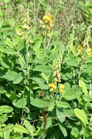 Image result for Crotalaria recta