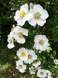 Check spelling or type a new query. Cherokee Rose Rosa Laevigata Cherokee Rose Pretty Flowers Beautiful Flowers