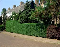 Image result for ligustrum ovalifolium
