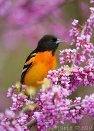 Pin By Mara On Birds Beautiful Birds Backyard Birds Bird
