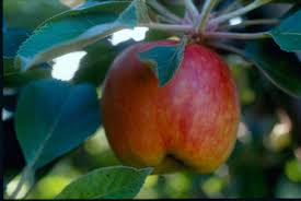 Check spelling or type a new query. Why Your Tree Isn T Producing Fruit Press Enterprise