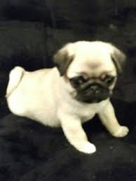 Pug puppies can be intimidating at first, as they seem to small, cute, and delicate. Pug Puppy For Sale In Leland Nc Adn 66157 On Puppyfinder Com Gender Male Age 8 Weeks Old Pug Puppies For Sale Puppies For Sale Pug Puppy