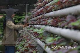 Langkah atau cara tanam sawi berikutnya yaitu penanaman benih. Ingin Sukses Menanam Sawi Dan Selada Dengan Cara Hidroponik Simak Panduannya Di Sini