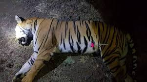 We did not find results for: Tigress Avni Killed Greater Challenge Awaits Maharashtra Forest Officials Capturing The Cubs Cities News The Indian Express