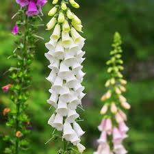 Image result for Digitalis purpurea alba/ red spots