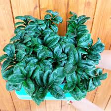 Image result for Zamiokulkas Zamioculcas