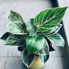 This gorgeous plant is amazing to watch grow, but can be a bit more on the unstable side when it comes to. Philodendron Birkin Philodendron Plants Plantsofinstagram Instaplants Plantsmakepeoplehappy Instagram Morning Plants Indoor Plants House Plant Care