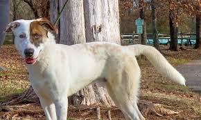 **gpa/nashville treats all dogs for worms, however worms can be very tenacious. 7 Lovable Pups To Adopt Now In Nashville