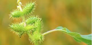Image result for Xanthium