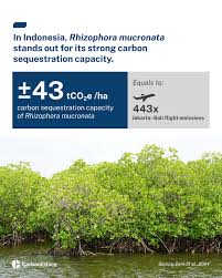 Image result for Rhizophora mucronata