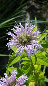 Image result for Monadenium herbaceum