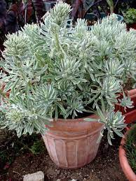 All plant parts contain a toxic milky sap. Euphorbia Watersaver Glacier Blue Planthaven International