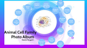 Step four submit the completed mobile collection requisition according to the zone where the patient is located. Cell Family Photo Album By Natalie Neugent