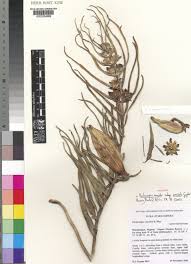 Image result for Pachycarpus concolor