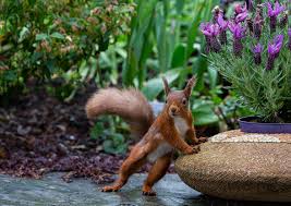 Experience the subliminal messages and affirmations that are embedded in our music. Photos Of Wildlife In Back Gardens Create A Stunning 2021 Calendar Cumbria Wildlife Trust