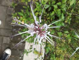 Image result for Orthosiphon scedastophyllus