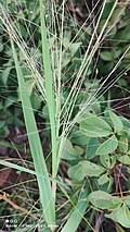 Image result for Panicum carneovaginatum