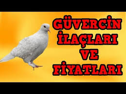 Guvercin Hastaliklari Ve Ilaclar Youtube
