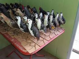 Memikat, menjebak, menangkap, meracik burung wak wak atau ruak ruak. Denak Ruak Ruak Publications Facebook