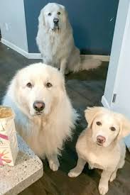 Usually, however, you should expect to get. 10 Tips For Training Great Pyrenees It S Dog Or Nothing