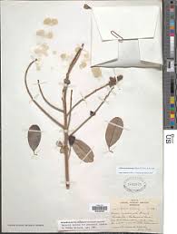 Image result for Ozoroa pwetoensis