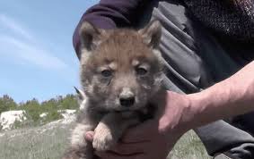 Image result for wolf cub